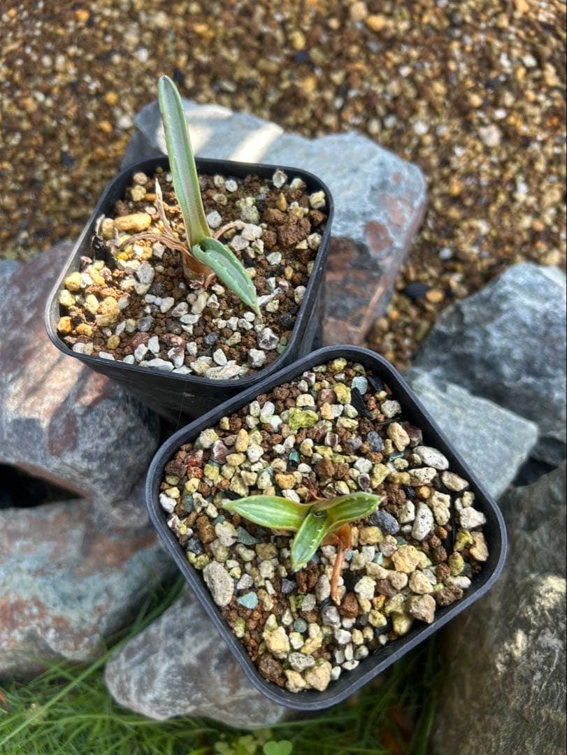 ホリダ　黄中斑　希少　ホリダ錦　アガベ　多肉植物