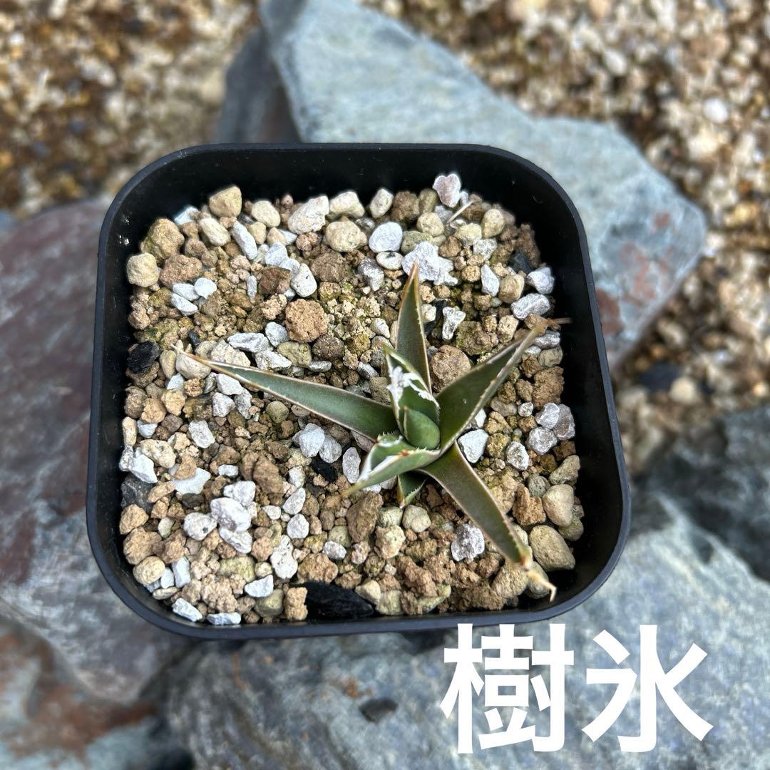 ホリダ　黄中斑　希少　ホリダ錦　アガベ　多肉植物