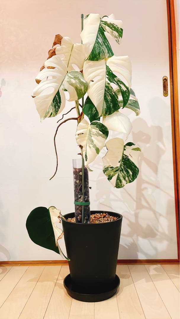 斑入りモンステラ　白斑　ホワイトタイガー