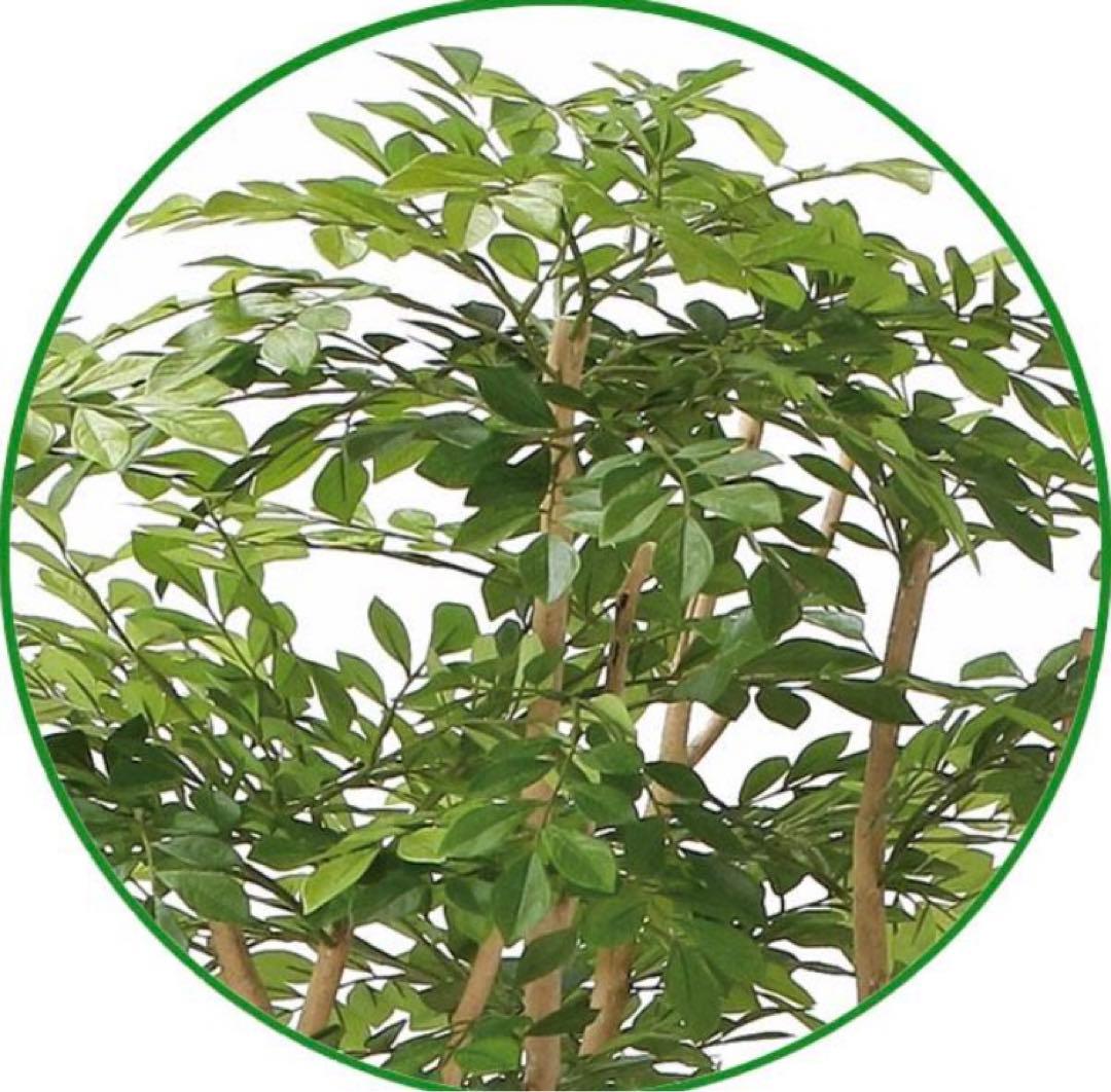 光触媒　人工観葉植物　ウォールグリーン　フェイクグリーン　ツートントネリコ1.8
