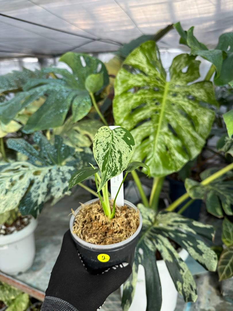 2モンステラ　デリシオーサ　ベトシオーサ