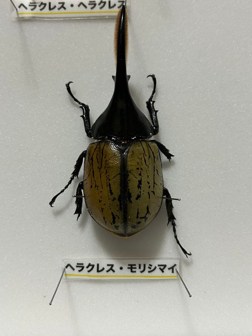 ヘラクレスオオカブト標本(亜種5種) シーラケース付きセット
