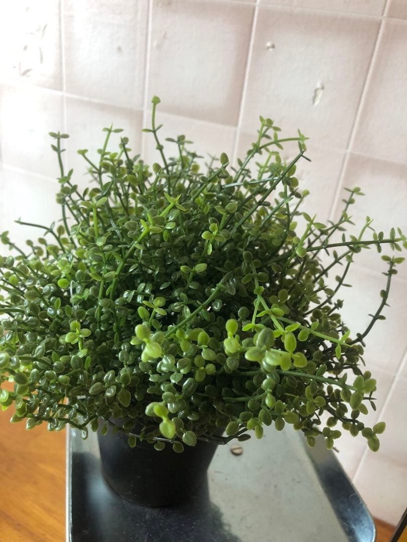 H ステンドグラス　ドーム型　鳥籠風　バードケース　アンティーク調　ガラスケース