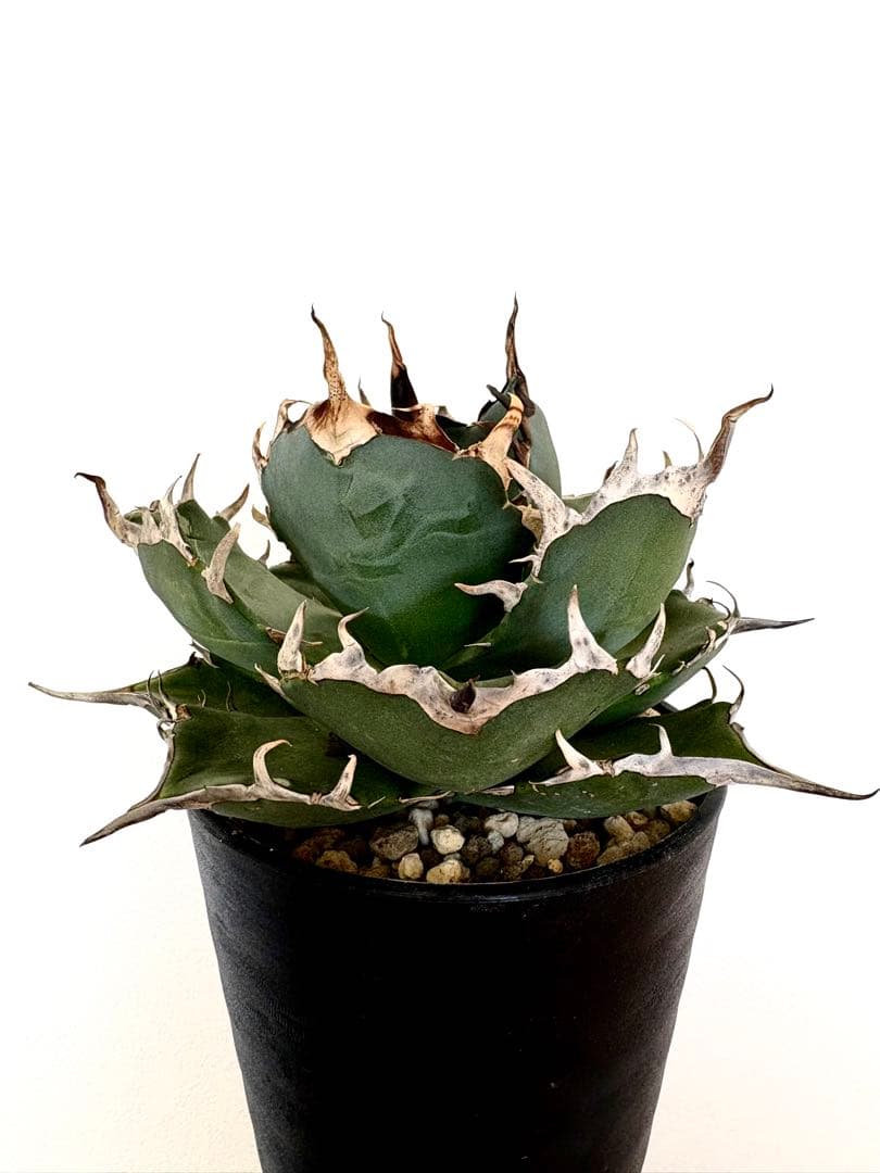 【特別価格】アガベ　チタノタ　ハデス　大株　美株　陽炎　幅13㎝　No.52