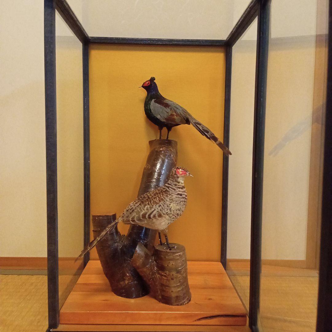 ミニチュア剥製　キジ(つがい)