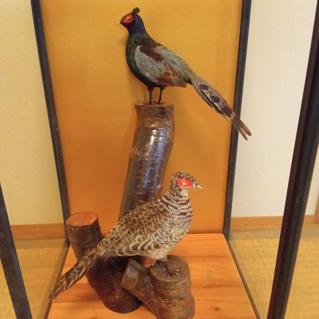ミニチュア剥製　キジ(つがい)