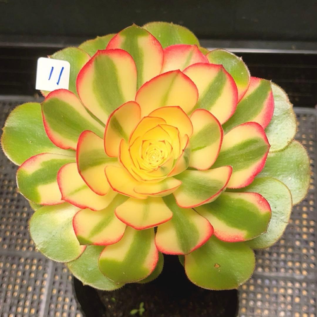 11#多肉植物アエオニウム錦❤️傾城錦❤️1大頭15cm拔き苗