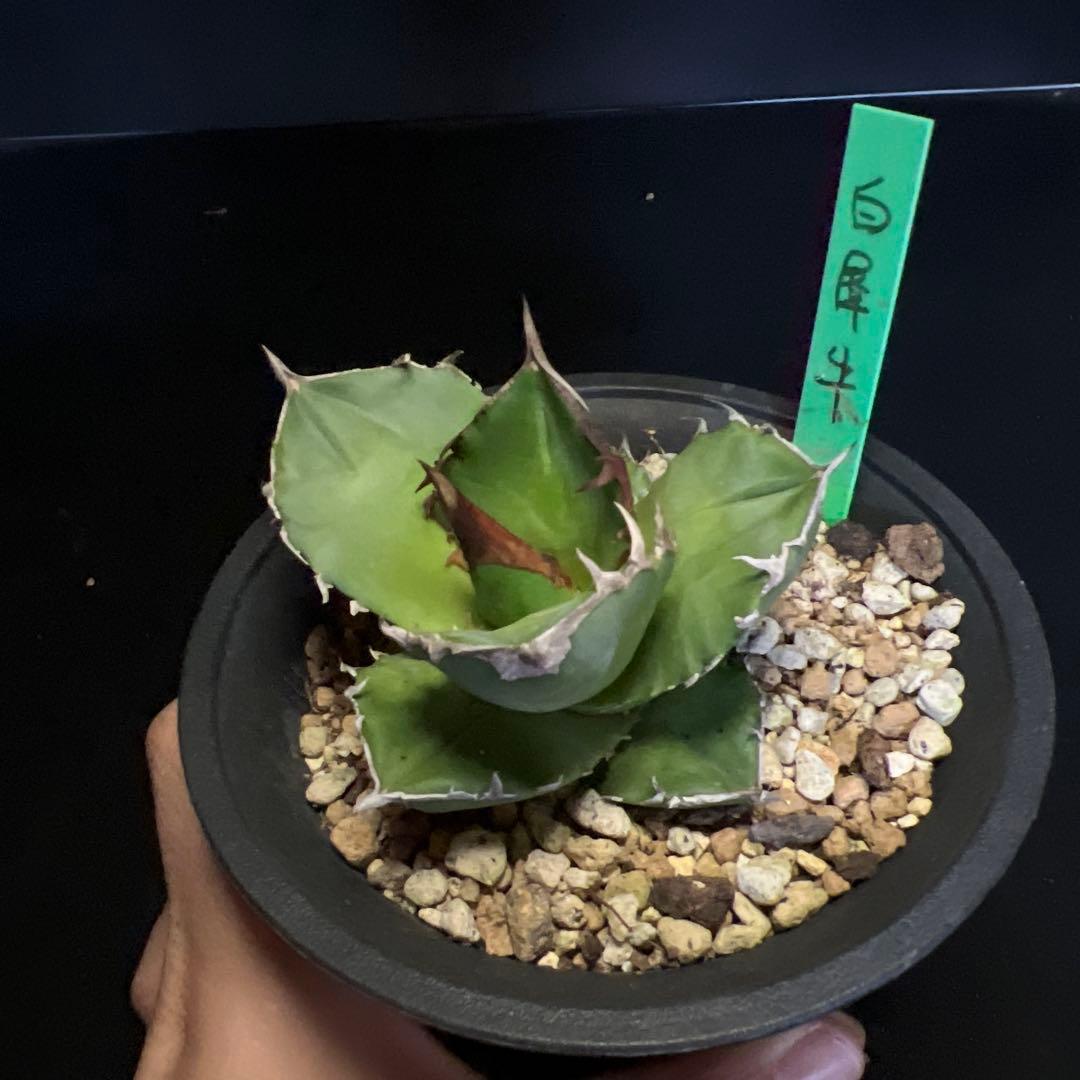 SALE‼️ アガベチタノタ白犀牛‼️14800-4900