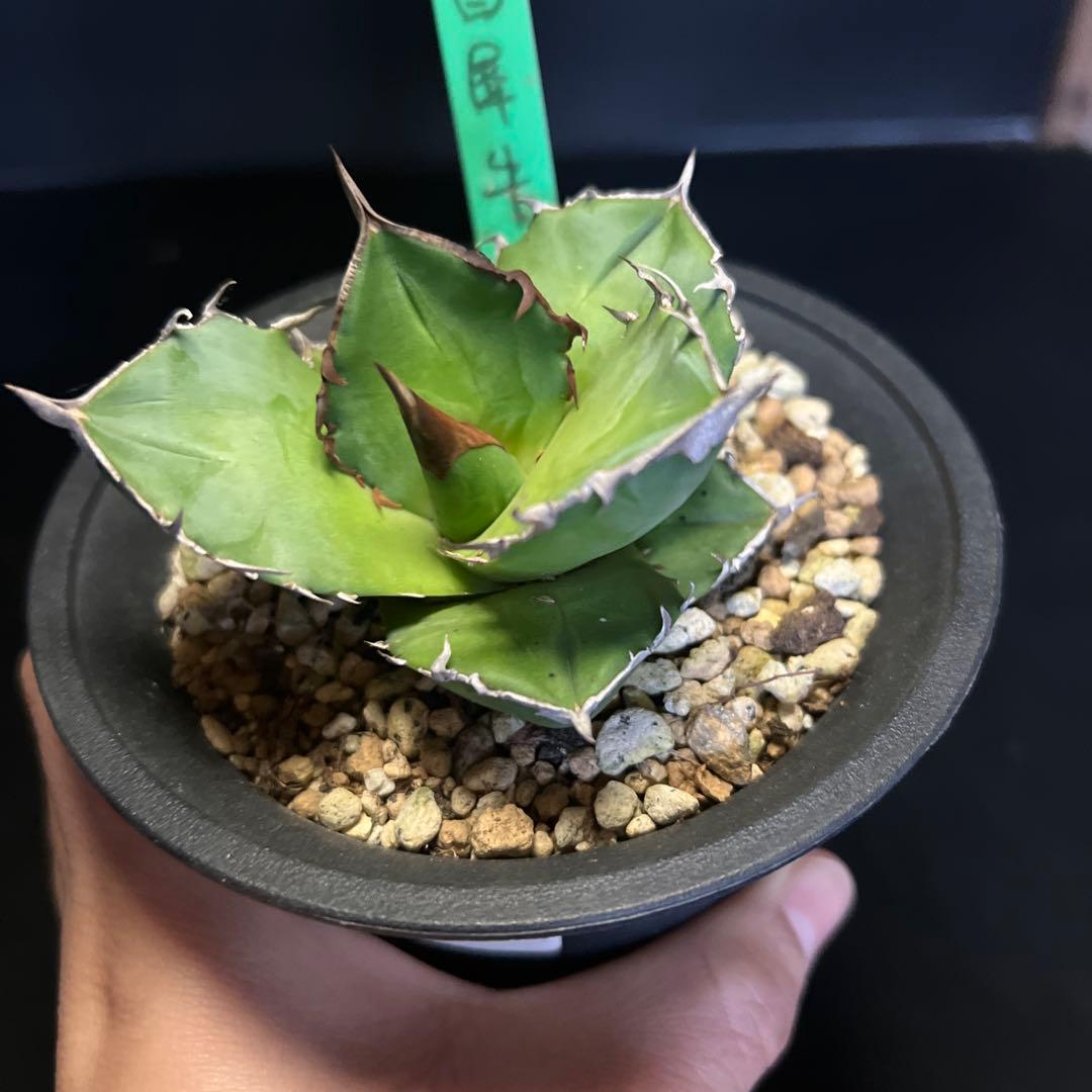 SALE‼️ アガベチタノタ白犀牛‼️14800-4900