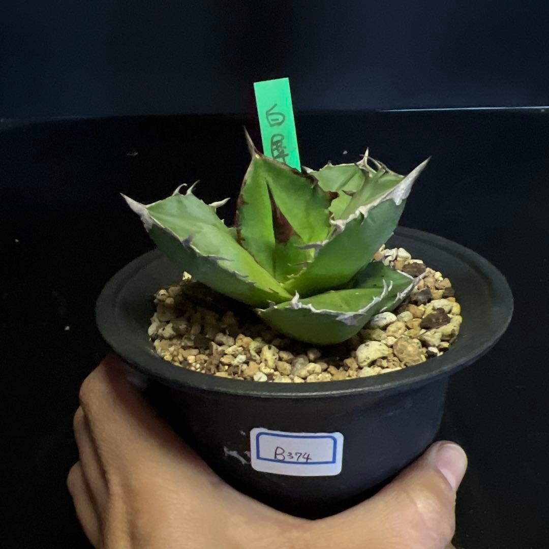 SALE‼️ アガベチタノタ白犀牛‼️14800-4900