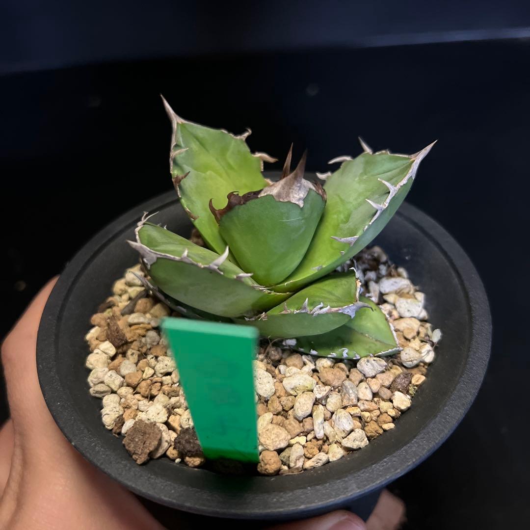 SALE‼️ アガベチタノタ白犀牛‼️14800-4900