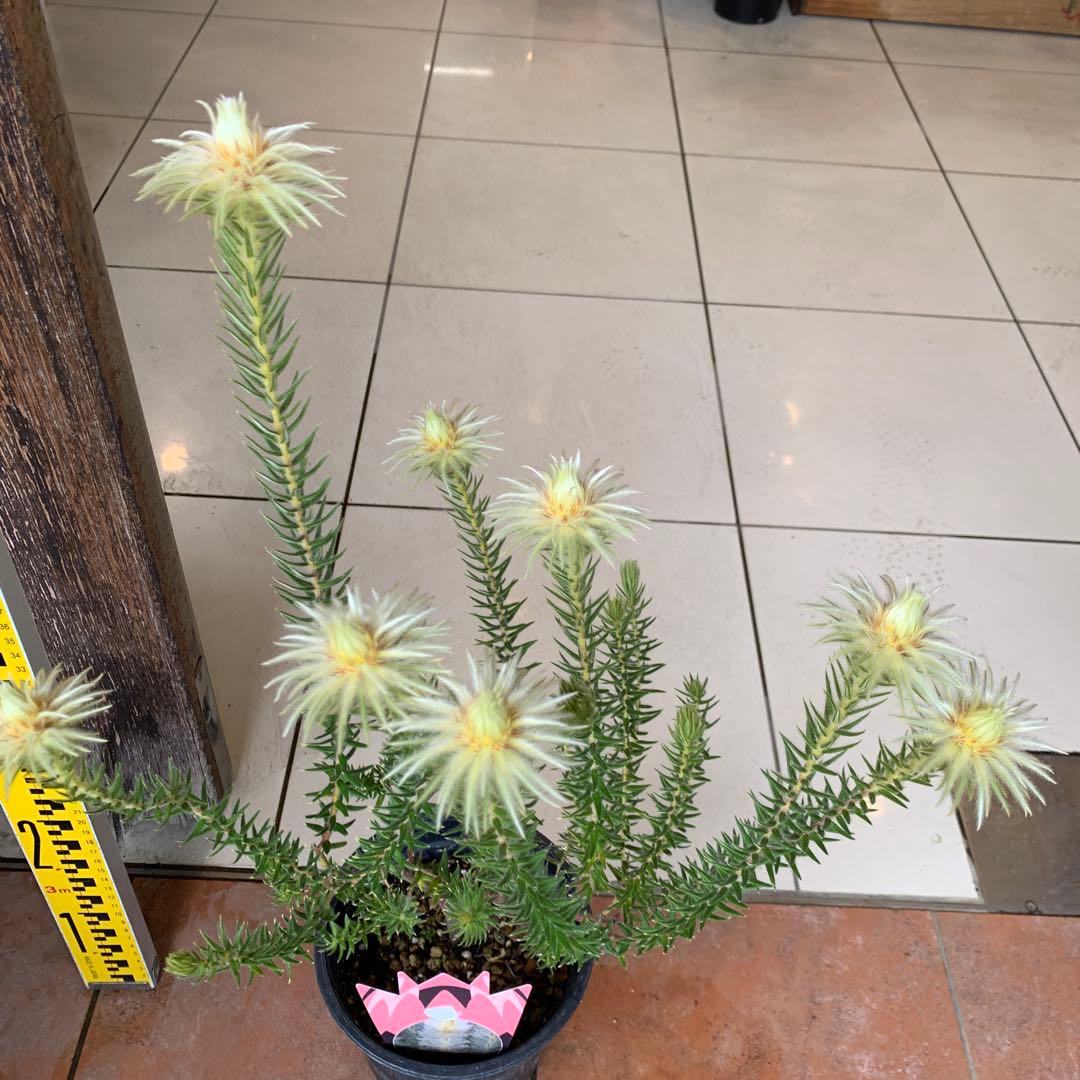 希少 フィリカ ハイドラ 4