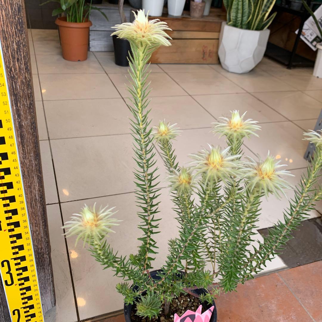 希少 フィリカ ハイドラ 4