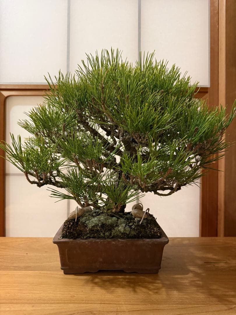 黒松 盆栽