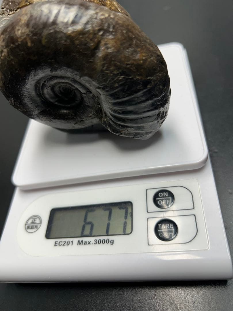 アンモナイト化石　北海道　三笠　アナゴードリセラス