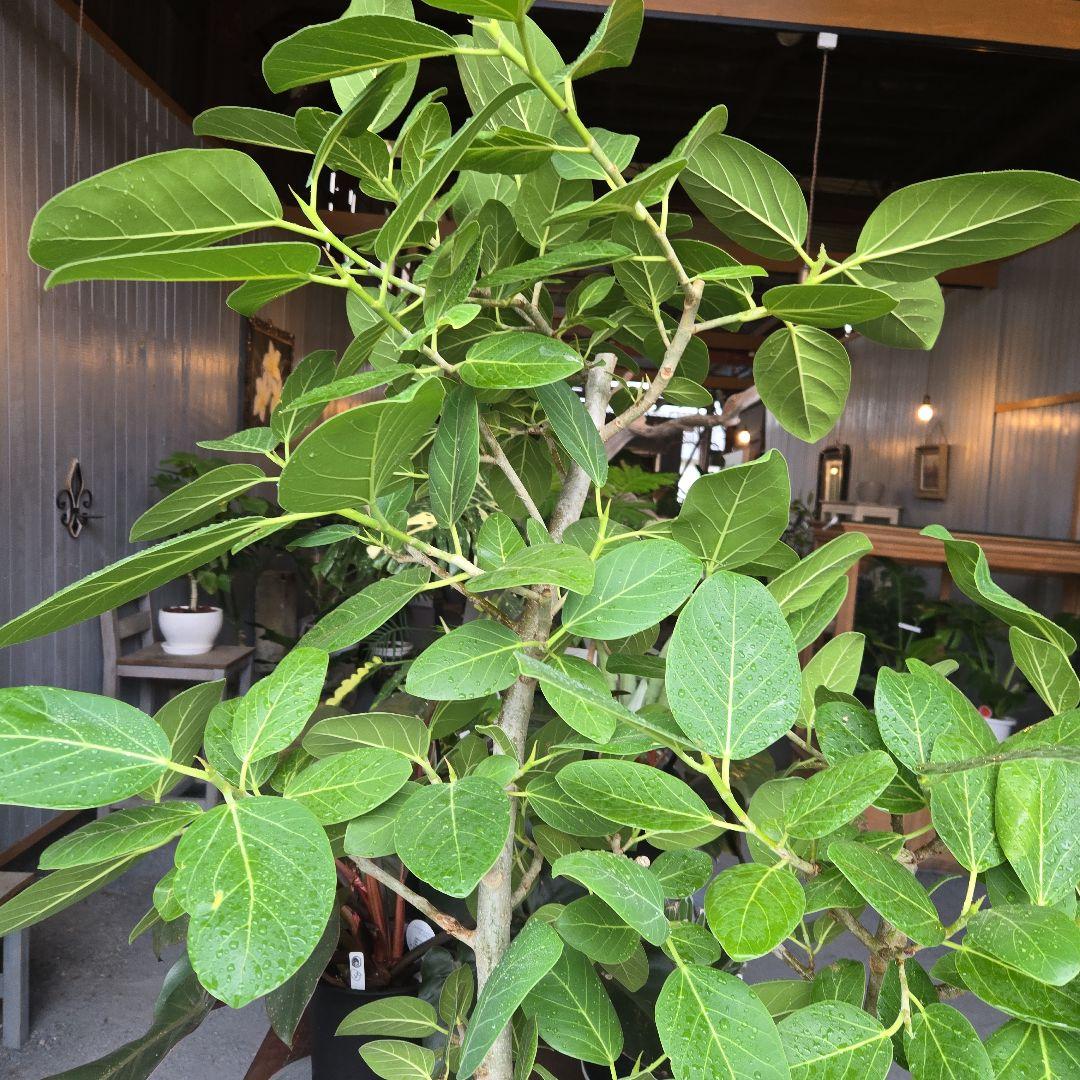 ⑤　フィカス　ベンガレンシ　10号　特大苗木最高等級極上品‼️　極太