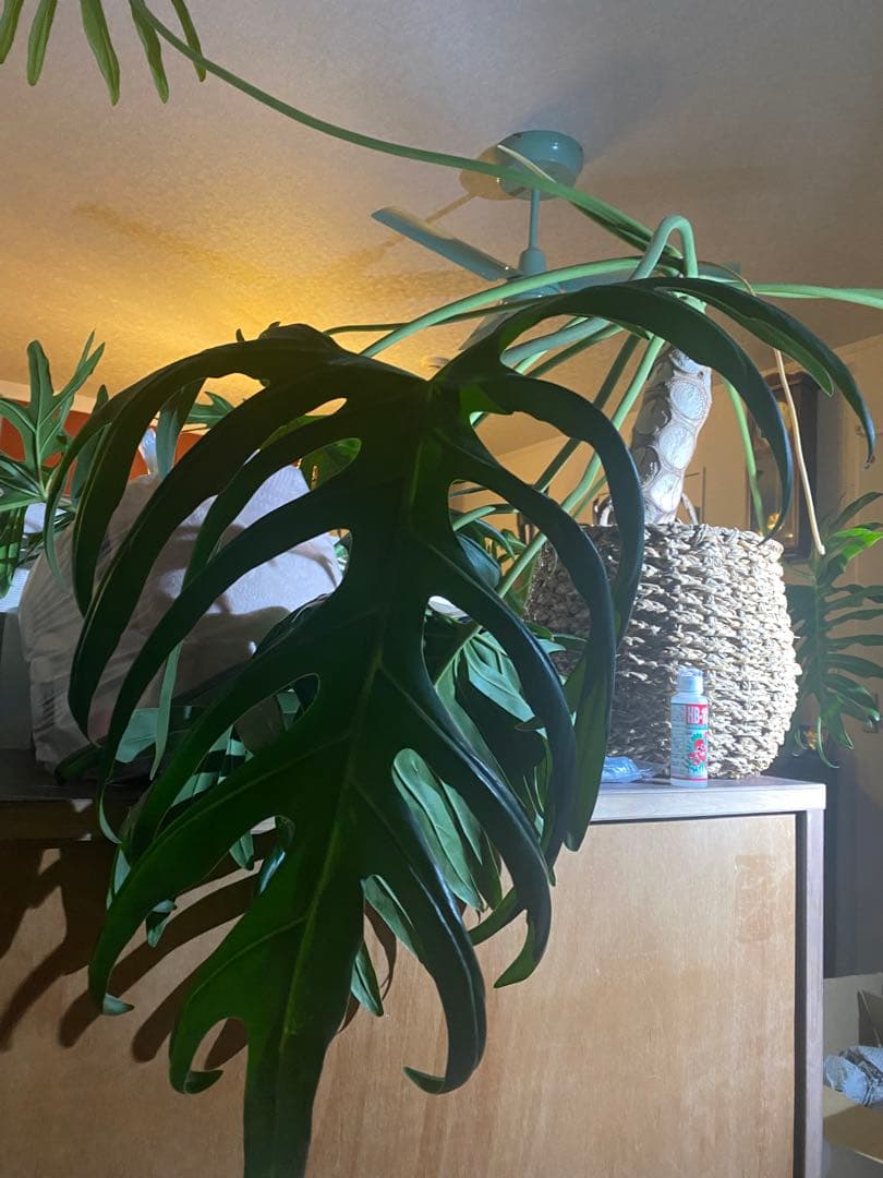 フィロデンドロン　セローム　巨大！根上がり　幹上がり　大型観葉植物　引き取り限