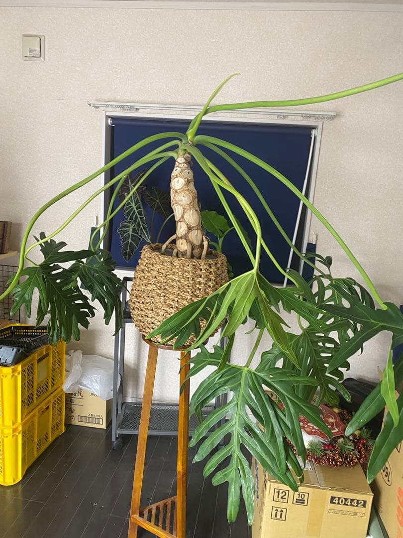 フィロデンドロン　セローム　巨大！根上がり　幹上がり　大型観葉植物　引き取り限