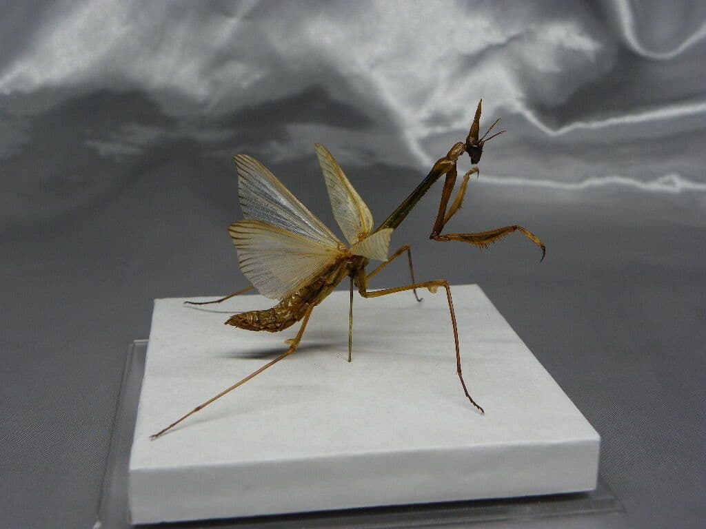 エンプーサペンナータ　クシヒゲカマキリ　ペア 立体標本　ジャンク