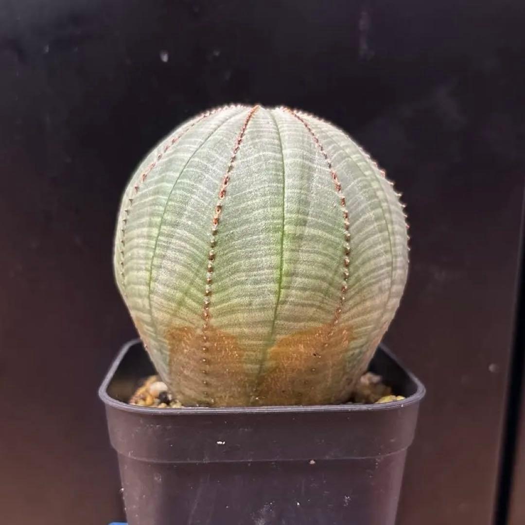 ユーフォルビア　オベサ　まん丸　大型特選株　約7.5cm NO.3