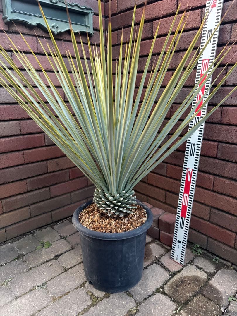 早いもの勝ち　ユッカ　リギダ　い