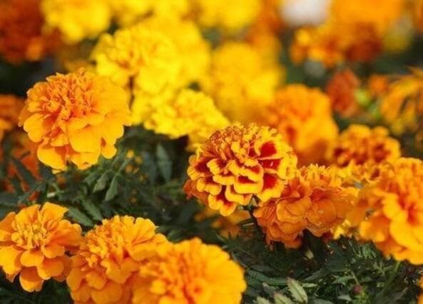 里芋の種、大量千粒＋マリーゴールド花種＋全国匿名送料無料です