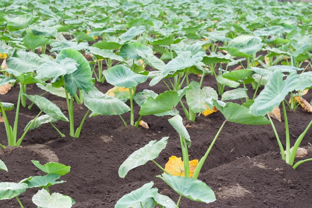 里芋の種、大量千粒＋マリーゴールド花種＋全国匿名送料無料です