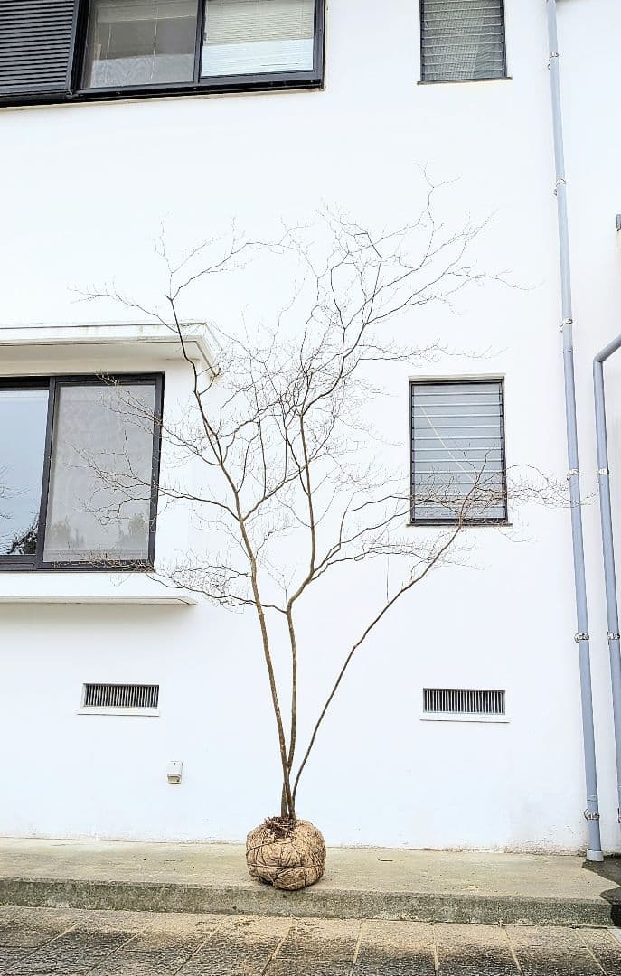 降臨。山採りドウダンツツジ。