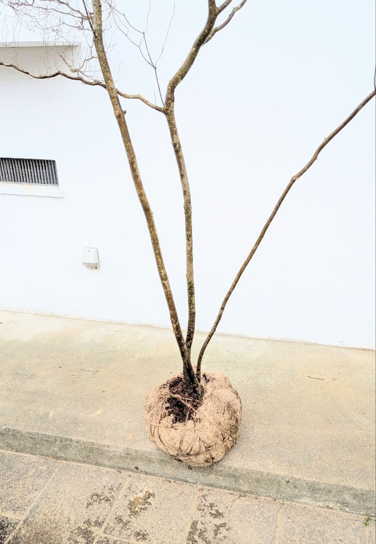 降臨。山採りドウダンツツジ。