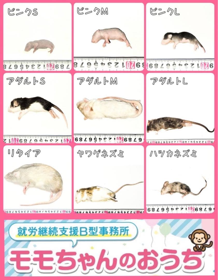 冷凍ラット50g〜60g、30匹セット！