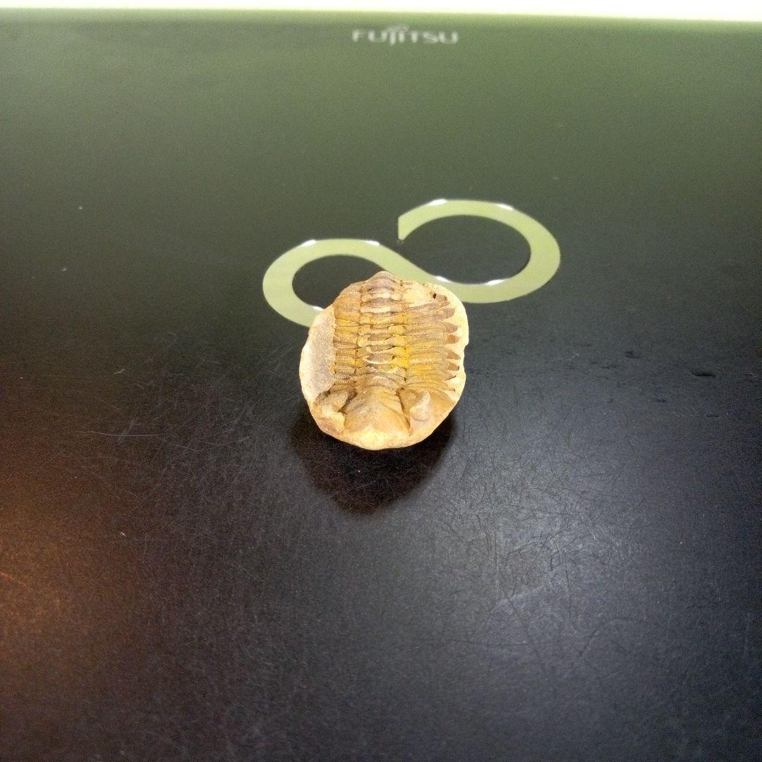 三葉虫　化石　fossil　ボリビア産　trilobite　南アメリカ化石郡⑨