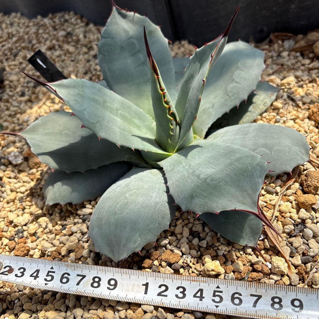 アガベ　パリー【1】