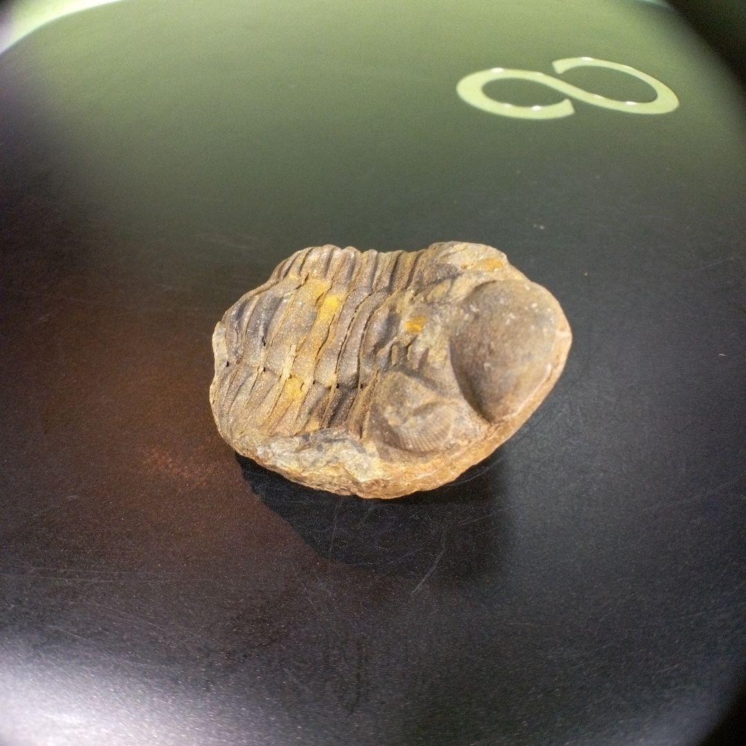 三葉虫　化石　fossil　海　ボリビア産　trilobite　海生動物網②