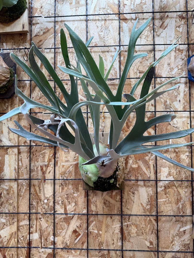 ビカクシダ veitchii Lisa. oc