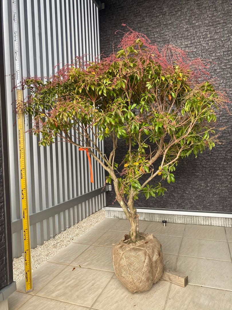 ベニアセビ　樹高H95cm