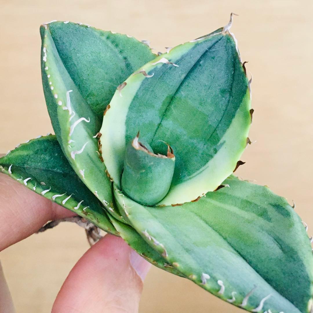 1 破壊神錦 TC株 黒棘 ライム覆輪斑 アガベ チタノタ ジャガーノート錦