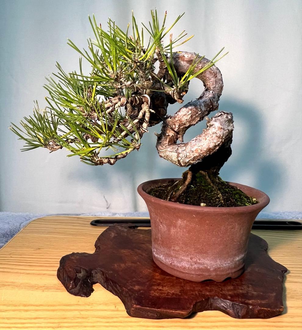 黒松　古木　変わり木