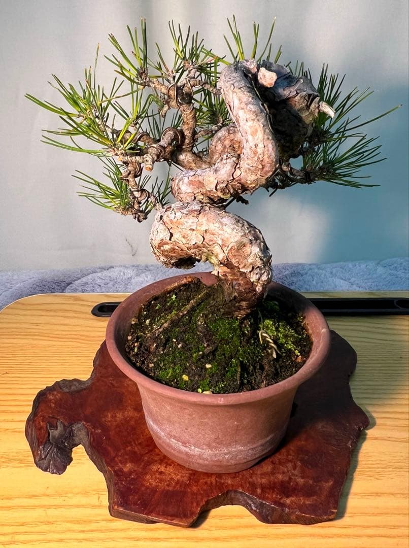 黒松　古木　変わり木