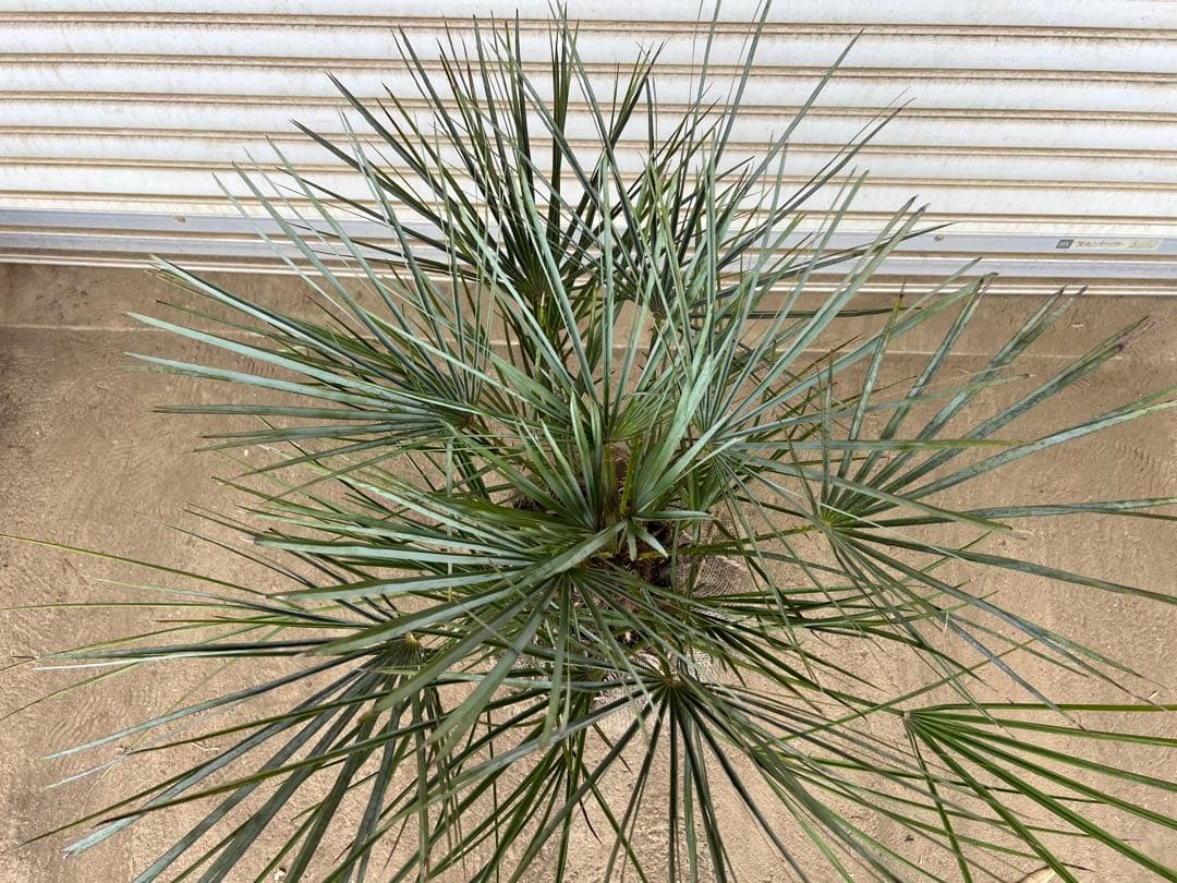 A.K.N　送料込み　チャメロプス　形状良　株立ち　シンボルツリー　現品