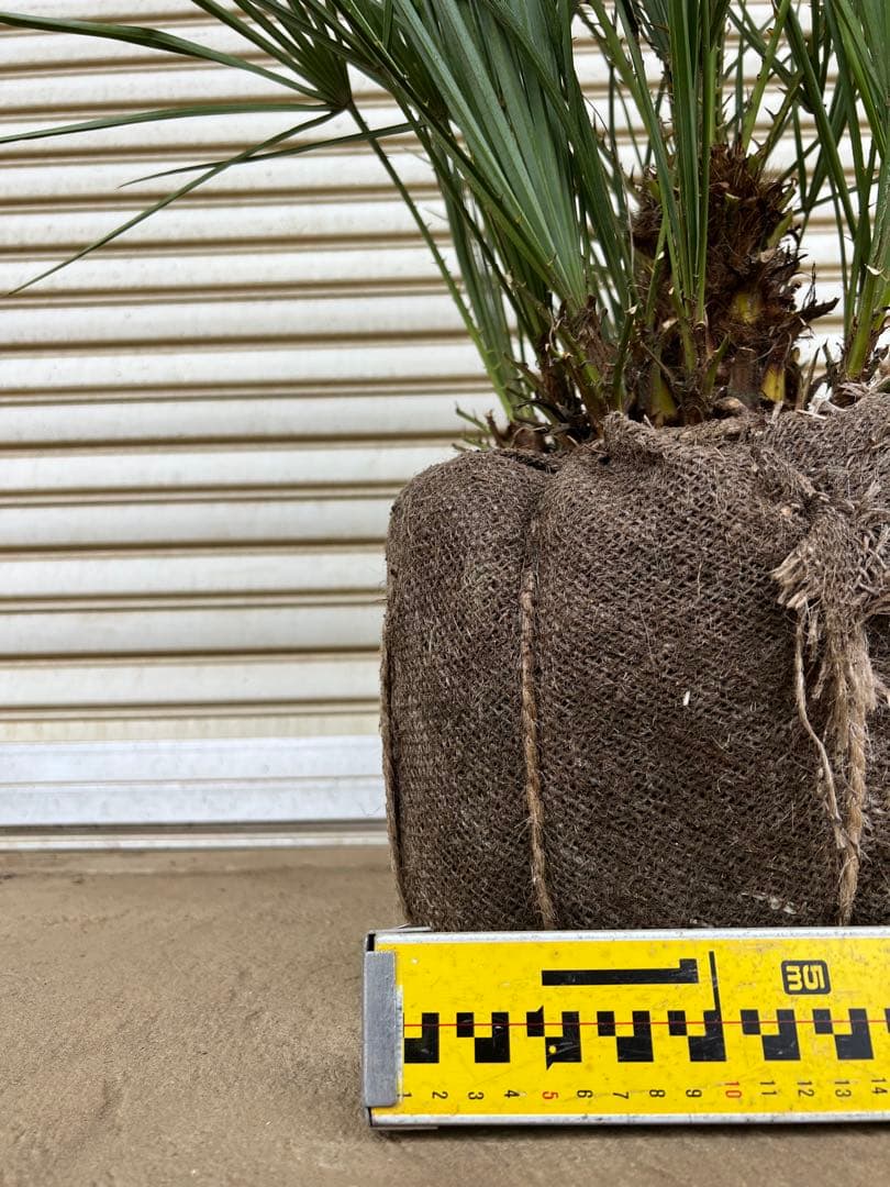 A.K.N　送料込み　チャメロプス　形状良　株立ち　シンボルツリー　現品