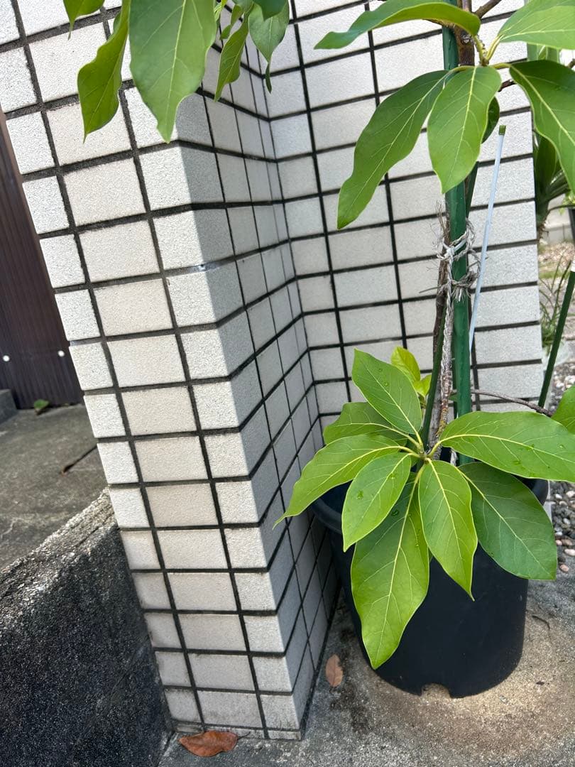 【国産アボカド】　アボカド苗　ベーコン 希少　5年生　無農薬