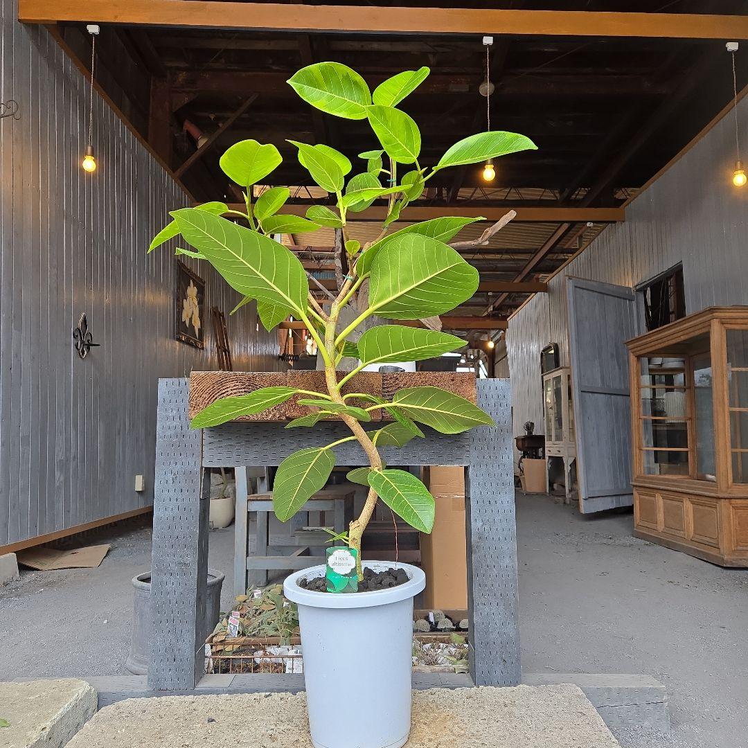 ③　フィカス　アルテシマ　8号　曲がり仕立て　特大苗木最高等級極上品‼️