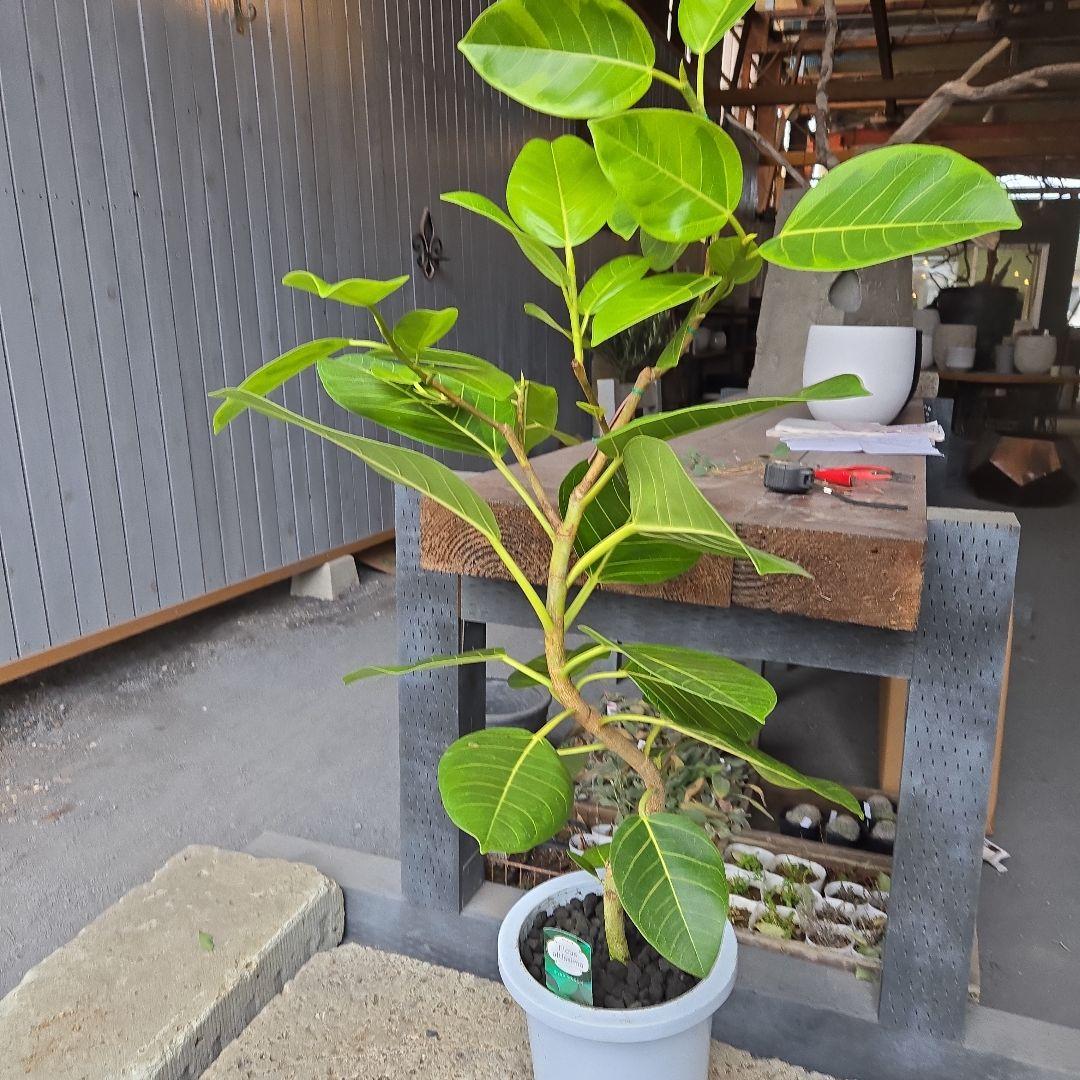 ③　フィカス　アルテシマ　8号　曲がり仕立て　特大苗木最高等級極上品‼️