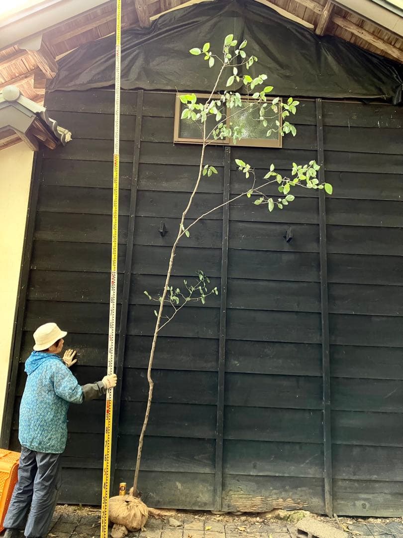 300 山採り　ヤマコウバシ