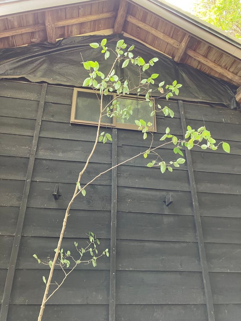 300 山採り　ヤマコウバシ