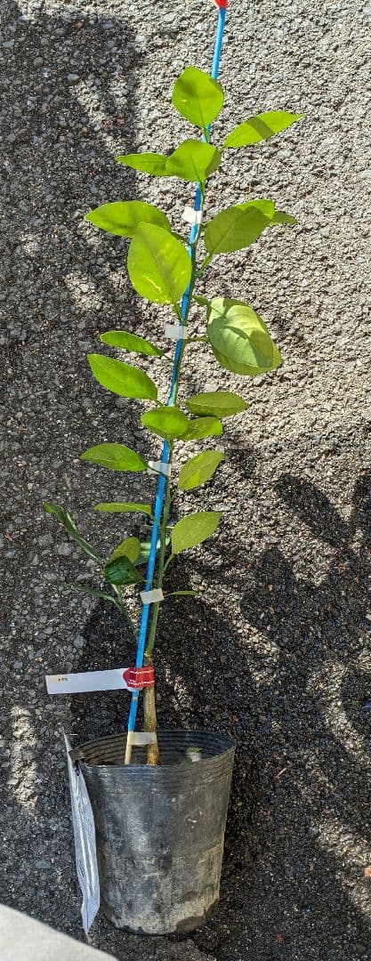 香水レモン苗木　美形✿お洒落✿パキスタンレモン(⁠◕⁠ᴗ⁠◕⁠✿⁠)