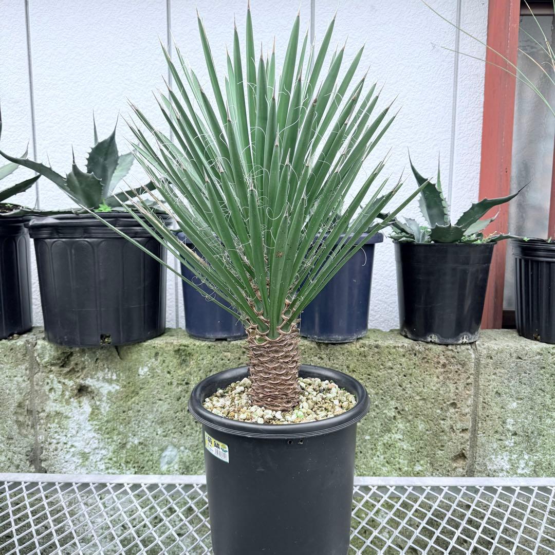 フィリフェラ　ユッカ　幹立ち　８号　大株　観葉植物　ドライガーデン