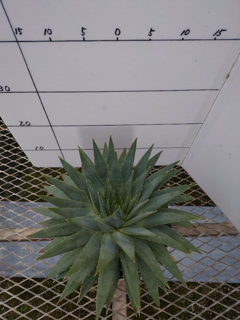 アロエポリフィラ