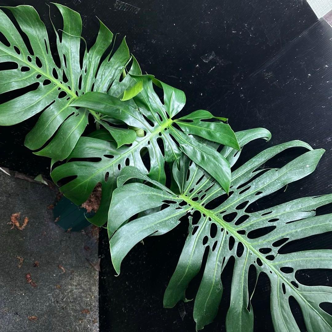 あ*さ様 モンステラデリシオーサマクロコズム超希少系統鉢植え71㎝
