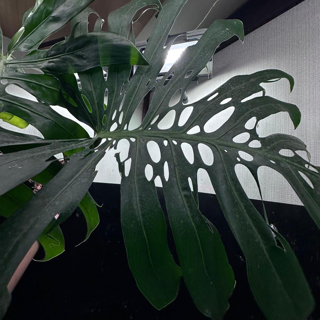 あ*さ様 モンステラデリシオーサマクロコズム超希少系統鉢植え71㎝